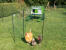 Hühner kommen aus einem bereich mit Omlet hühnerzaun mit Omlet grün Eglu Cube großer hühnerstall im hintergrund
