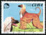 En afghansk hund på ett kubanskt frimärke