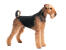 An Airedale Terrier standing tall