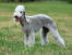 En underbar bedlington terrier som står högt och visar sin välvårdade päls.
