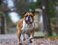 En frisk vuxen engelsk bulldogg som joggar mot sin ägare