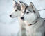 Deux huskies sibériens aux oreilles dressées, attendant le prochain commandement