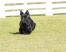 Ein hübscher kleiner skye terrier mit langem, schwarzem fell und großen, spitzen ohren