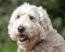 En närbild av en soft coated wheaten terriers vackra, tjocka, vita päls