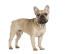 Een jonge franse bulldog die zijn spitse oren laat zien