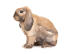 Les longues et belles oreilles tombantes d'un lapin nain.