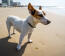 En jack russell terrier som slappnar av på stranden och visar upp sina vackra stora öron.