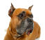En närbild av en stilig boxerhund med slappa läppar och spetsiga öron