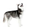 Un husky sibérien adulte, grand et fort, montrant son magnifique physique