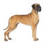 En vacker dogge som står högt och visar upp sin otroligt långa, långa och muskulösa kropp.