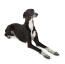 Ein junger erwachsener windhund mit einem schönen kurzen, schwarz-weißen fell