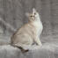En vacker asiatisk burmilla-katt med silverfärgad päls