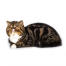 Eine gestromte zweifarbige exotisch-kurzhaarige katze, die mit einer pfote unter ihr liegt