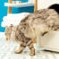 Chat grimpant hors de Maya mobilier pour litière de chat