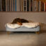 Teckel couché sur Omlet Topology lit pour chien avec surmatelas en peau de mouton et Gold pieds en épingle à cheveux