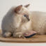 Zbliżenie białeGo kota bawiąceGo się zabawką w kształcie meduzy
