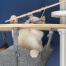 Biały kot bawiący się zabawką w kształcie rybki Omlet Freestyle od podłogi do sufitu kocie drzewko hamakowe