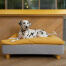 Hond liggend op Omlet Topology hondenbed met zitzak topper en ronde houten poten