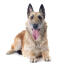 Ein glücklicher belgischer schäferhund (laekenois), der sich hinlegt