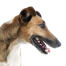 En närbild av en smooth fox terriers underbart långa nos.