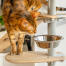 Katze untersucht leckerbissen schüssel auf Freestyle indoor boden bis zur decke kratzbaum