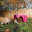 Zwei meerschweinchen, ein braunes und ein weißes, in einem auslauf Goin einem rosa tierheim