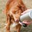Dog licking water from Long Paws dog water bottle