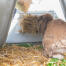 Een konijn dat eet van de hooiruif achteraan in een Eglu Go hok.