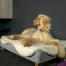 Hond ligt op Omlet Topology hondenbed met schapenvacht topper en Gold rail voeten