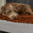 Dog sleeping on Omlet Topology Dog Bed with Microfiber topper