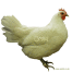 Kurczak z kampinosu