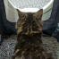 Gato dentro de Maya muebles de la caja de arena del gato conseguir la privacidad