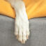Zbliżenie łapy psa na Omlet Topology leGowisko dla psa z poduszką z fasoli
