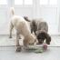 Zwei hunde spielen mit obst- und gemüsespielzeug