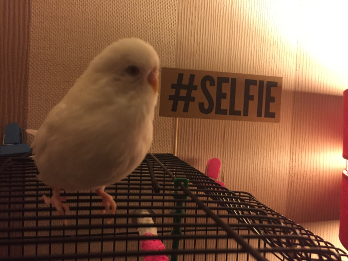 Selfie la perruche