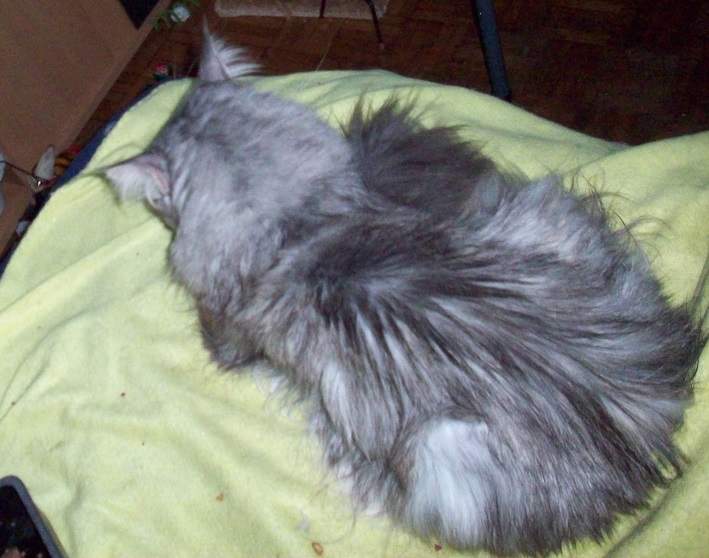 Un chat gris maine coon couché sur une couverture