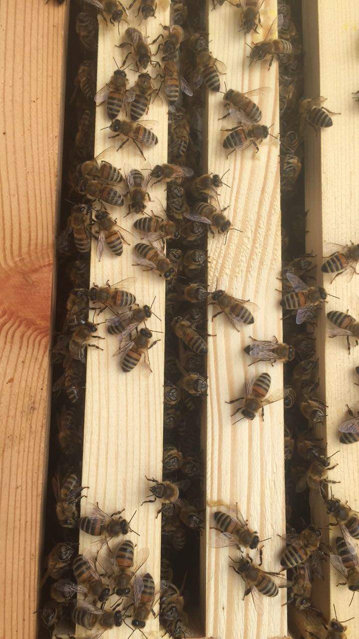 Healthy hive 