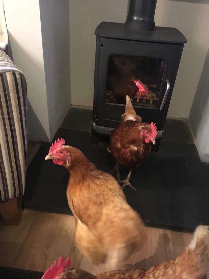 Tørker kyllingene ut ...