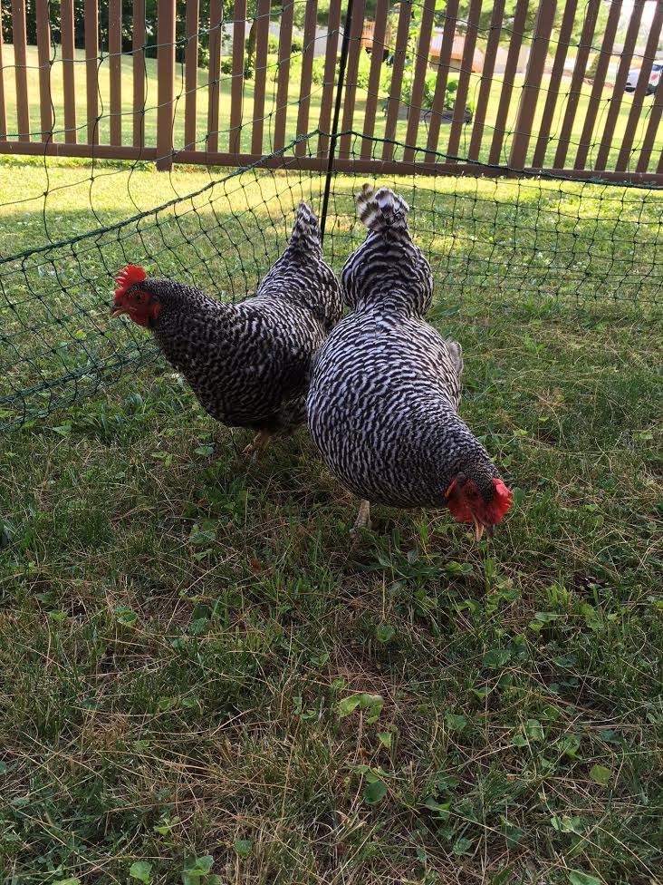 Here are two barred rocks, Georgia and Miss Pepper Pot, enjoying their free range!