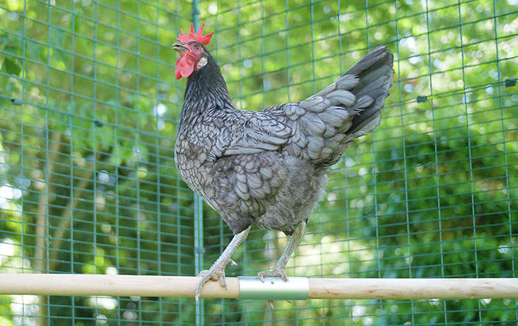 Ein stolzes Huhn, das seinen 2m lange Hühnerstange zur Schau stellt.