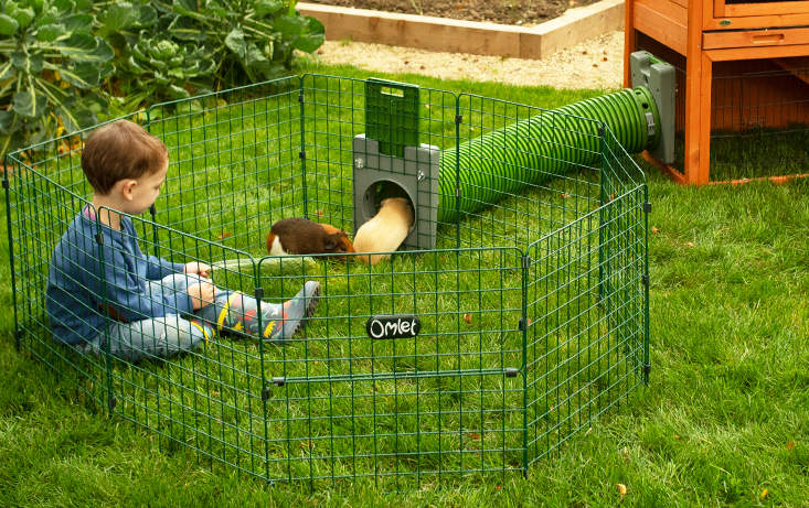 A kid playing with two guinea pigs inside a playpen