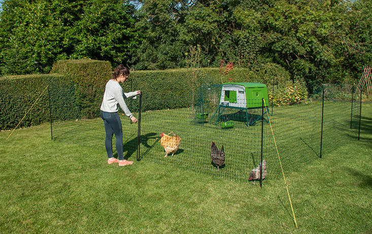Chickens with Omlet Chicken Fencing with Omlet Green Eglu Cube Large Chicken Coop in Background