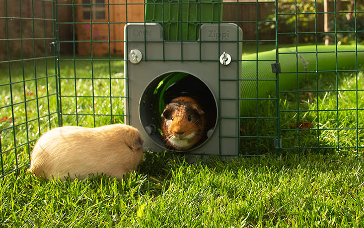 Two guinea pigs leaving a zippi tunnel