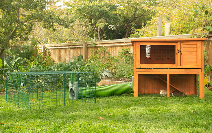 Two guinea pigs inside a coop connected to a playpen with a tunnel