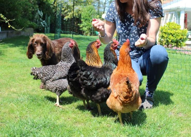 My spaniel and chickens are best of friends