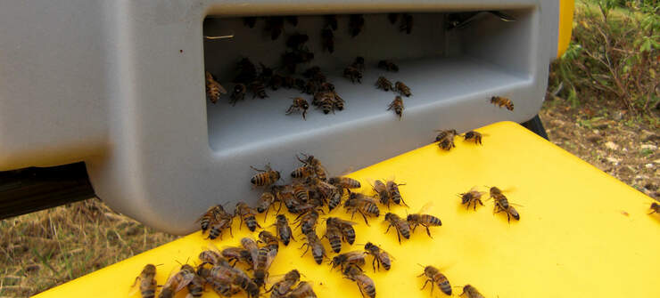 Bees walking into a BeeHaus beehive.