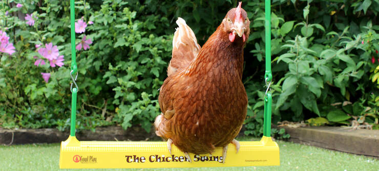 Une poule assise sur sa balançoire dans son jardin