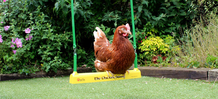 Een Gingernut Ranger op haar Chicken Swing in de tuin