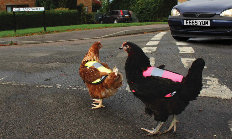 Sorgen Sie dafür, dass Ihre Hühner mit einer Warnweste leicht zu sehen sind!