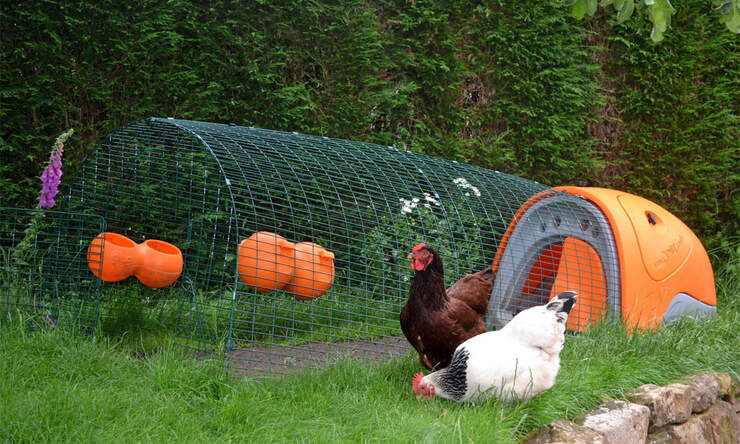 The Eglu Classic chicken coop in a garden with chickens